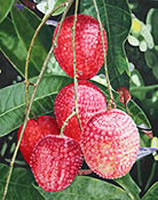 Image 1 - Five Lychee, 30