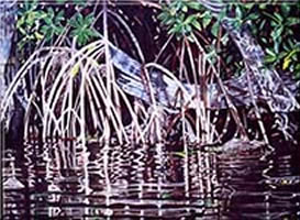 Image 46 - Deering Mangroves