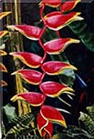 Image 53 - Heliconias and Snakes