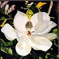 Image 55 -Magnolia