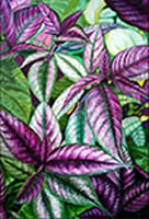 Image 22 - Painting Gallery: Persian Shield