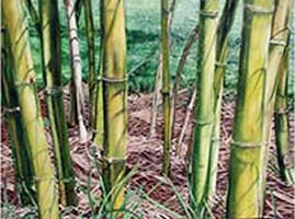 Image 21 - Bamboo Shadows