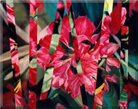 rhododendron_fs