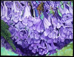 Jacaranda3040