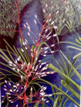 Bullis-bromeliad