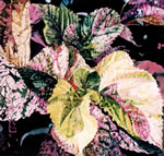 ColeusII