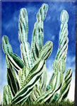 Curlycactus