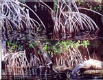 Deeringbaymangroves