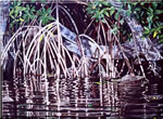 Deeringmangroves