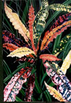 Florida-croton-series3