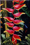 Heliconiasandsnakes