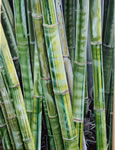 Image14