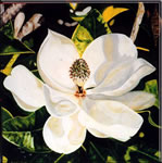 Magnolia