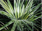 Palmfrond