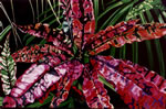 Raphusandpiecrust