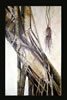 Painting Gallery: Parrot Jungle Banyan