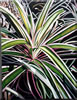 Painting Gallery: Bromeliadtree
