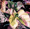 Painting Gallery: ColeusII