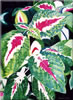 Painting Gallery: ColeusI