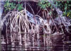 Painting Gallery: Deering Mangroves