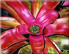 Painting Gallery: Fairchild Bromeliad ShowII