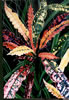 Painting Gallery: Florida-Croton-Series3
