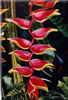 Painting Gallery: Heliconias and Snakes