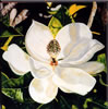 Painting Gallery: Magnolia