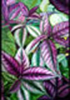 Painting Gallery: Persian Shield