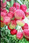 Painting Gallery: Lucys Lychee