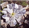 Painting Gallery: Petunia