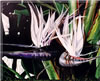 Painting Gallery: White Birds